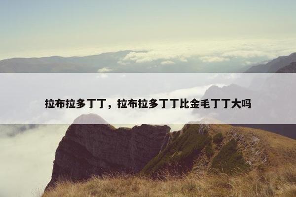 拉布拉多丁丁，拉布拉多丁丁比金毛丁丁大吗