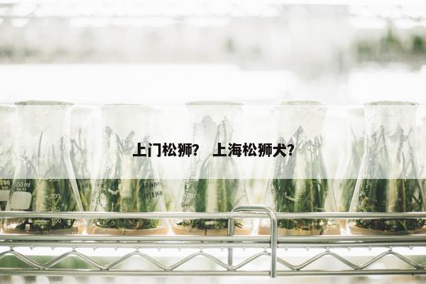 上门松狮？ 上海松狮犬？