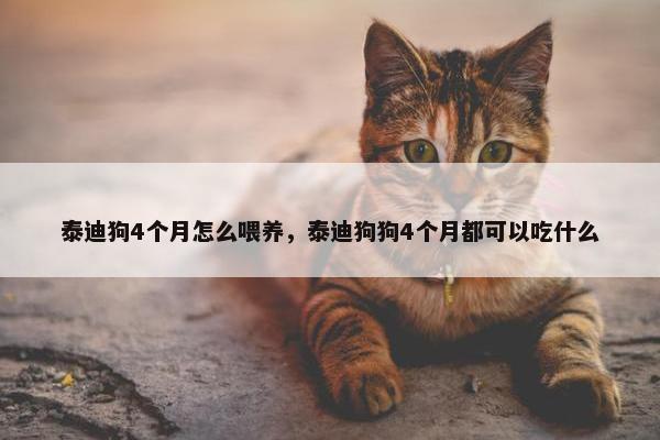 泰迪狗4个月怎么喂养，泰迪狗狗4个月都可以吃什么