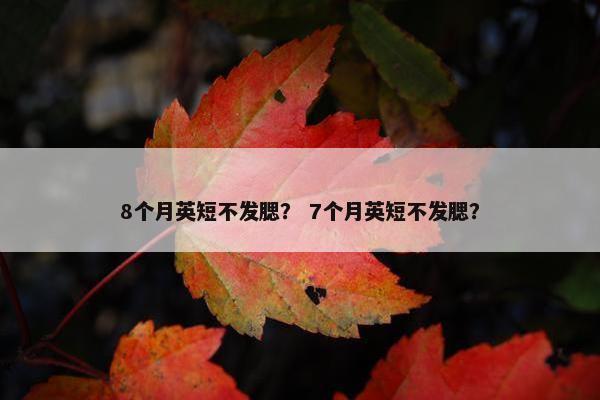 8个月英短不发腮？ 7个月英短不发腮？