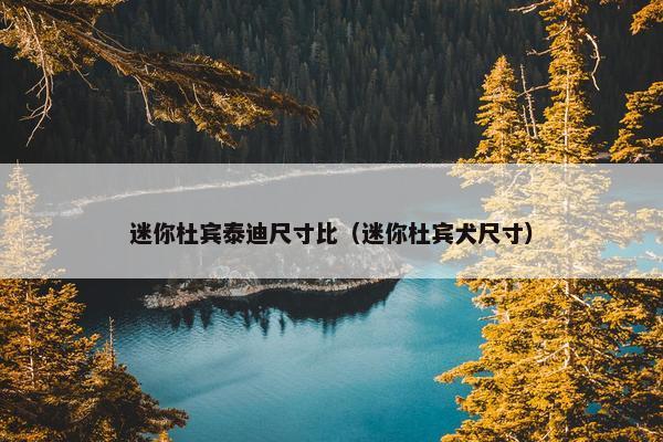 迷你杜宾泰迪尺寸比（迷你杜宾犬尺寸）