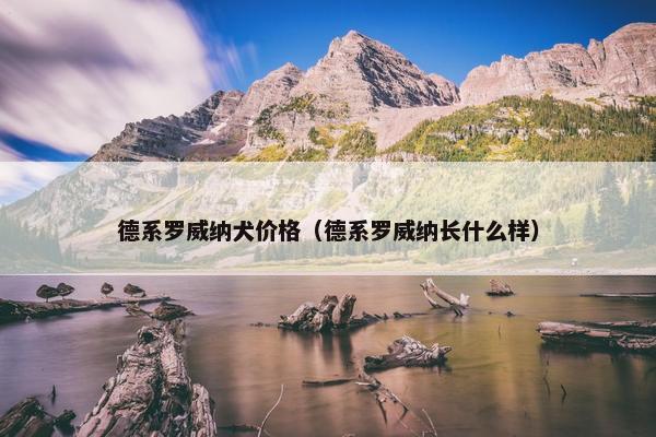 德系罗威纳犬价格（德系罗威纳长什么样）