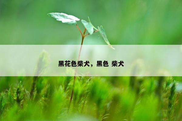 黑花色柴犬，黑色 柴犬