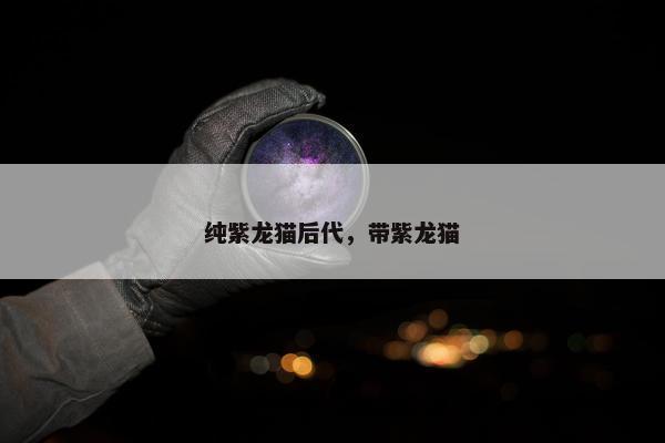 纯紫龙猫后代，带紫龙猫