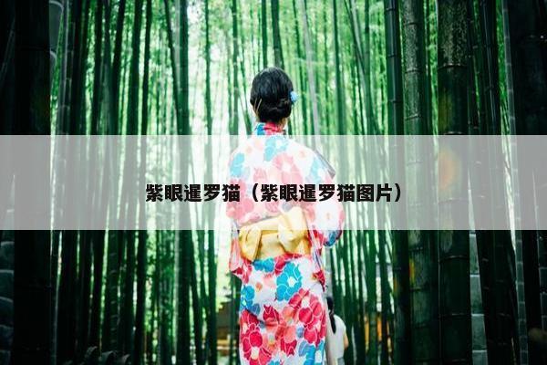 紫眼暹罗猫（紫眼暹罗猫图片）