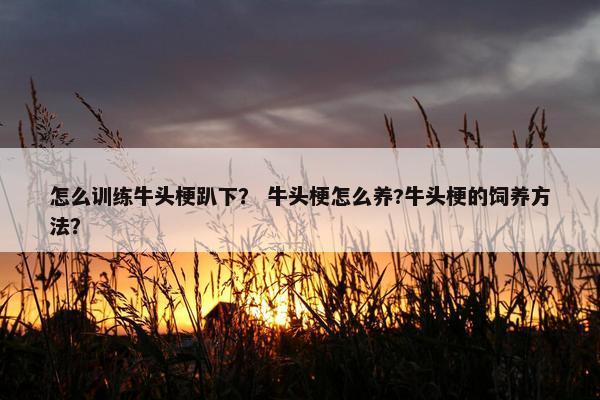 怎么训练牛头梗趴下？ 牛头梗怎么养?牛头梗的饲养方法？