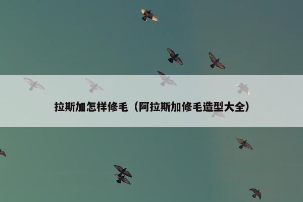 拉斯加怎样修毛（阿拉斯加修毛造型大全）