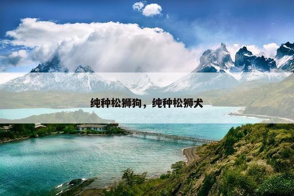 纯种松狮狗，纯种松狮犬