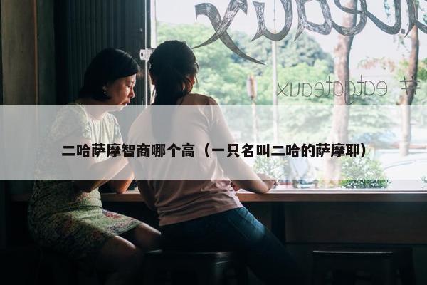 二哈萨摩智商哪个高（一只名叫二哈的萨摩耶）