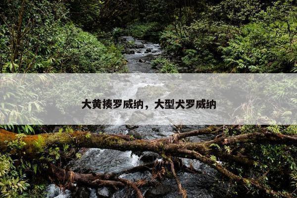 大黄揍罗威纳，大型犬罗威纳