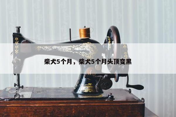 柴犬5个月，柴犬5个月头顶变黑