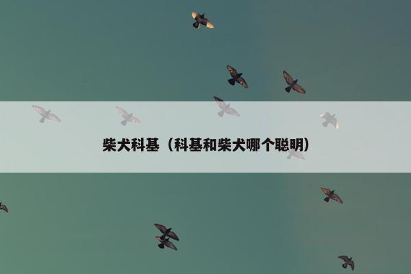 柴犬科基（科基和柴犬哪个聪明）