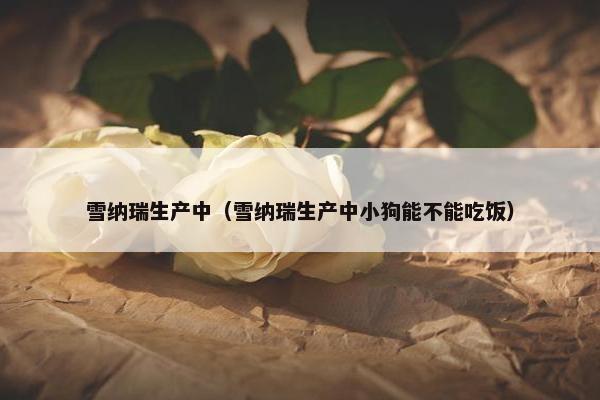 雪纳瑞生产中（雪纳瑞生产中小狗能不能吃饭）