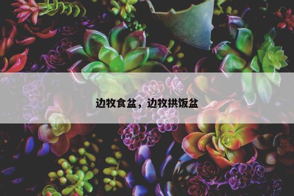 边牧食盆，边牧拱饭盆