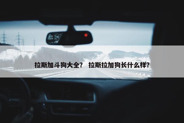 拉斯加斗狗大全？ 拉斯拉加狗长什么样？