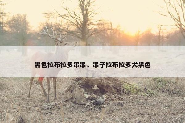 黑色拉布拉多串串，串子拉布拉多犬黑色