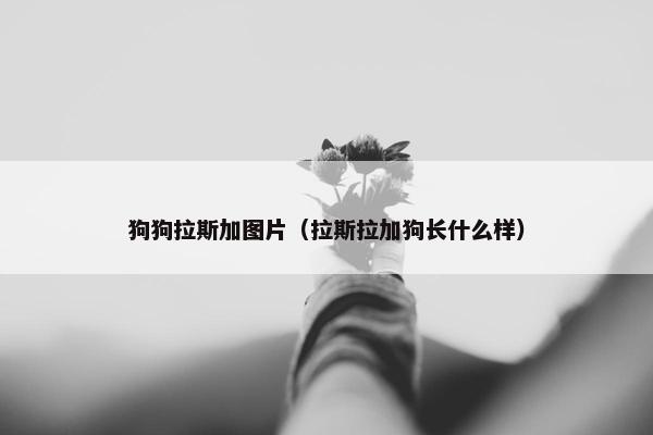 狗狗拉斯加图片（拉斯拉加狗长什么样）