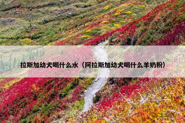 拉斯加幼犬喝什么水（阿拉斯加幼犬喝什么羊奶粉）