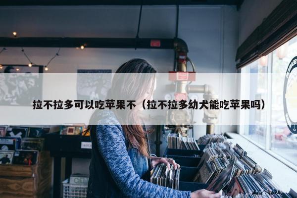 拉不拉多可以吃苹果不（拉不拉多幼犬能吃苹果吗）