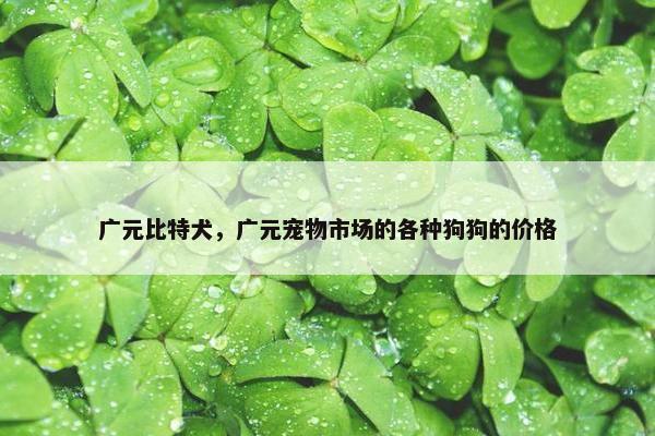 广元比特犬，广元宠物市场的各种狗狗的价格
