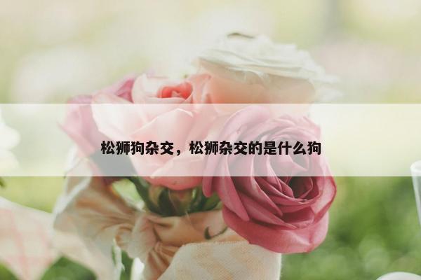 松狮狗杂交，松狮杂交的是什么狗