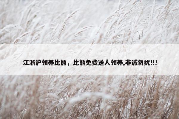 江浙沪领养比熊，比熊免费送人领养,非诚勿扰!!!
