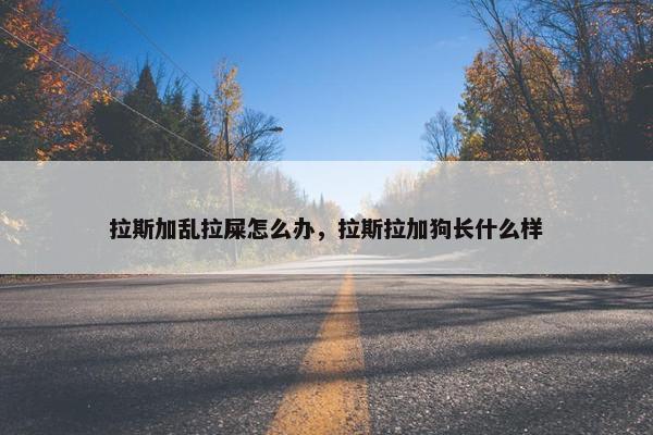 拉斯加乱拉屎怎么办，拉斯拉加狗长什么样