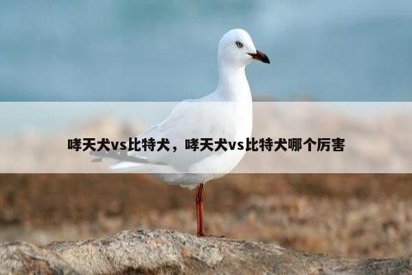 哮天犬vs比特犬，哮天犬vs比特犬哪个厉害