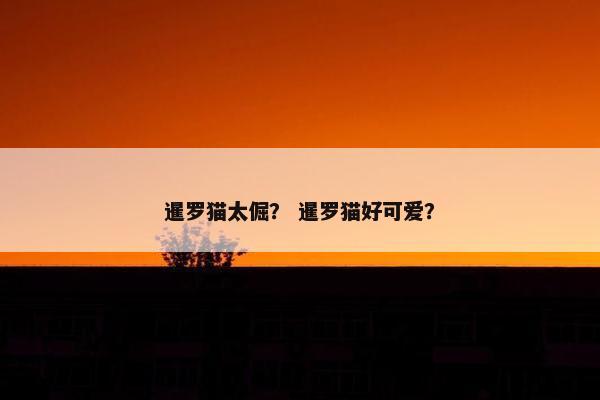 暹罗猫太倔？ 暹罗猫好可爱？