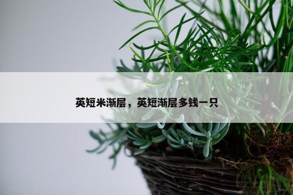 英短米渐层，英短渐层多钱一只