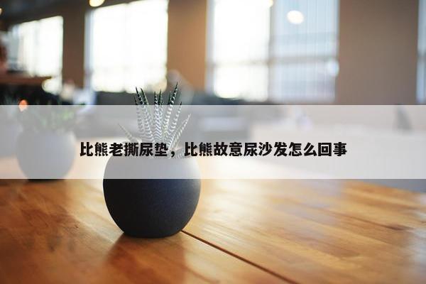 比熊老撕尿垫，比熊故意尿沙发怎么回事