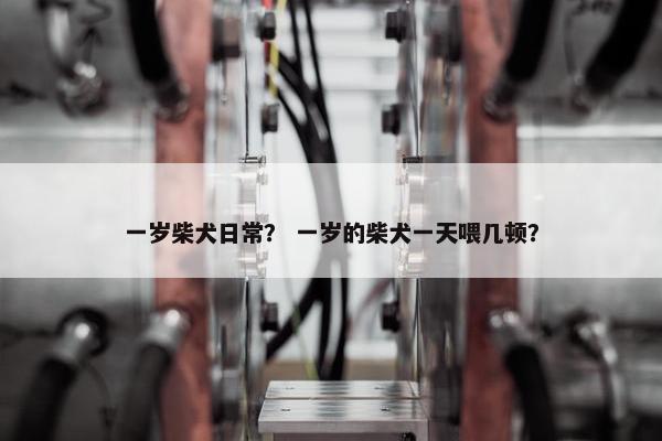 一岁柴犬日常？ 一岁的柴犬一天喂几顿？