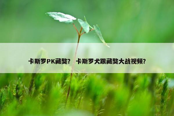 卡斯罗PK藏獒？ 卡斯罗犬跟藏獒大战视频？