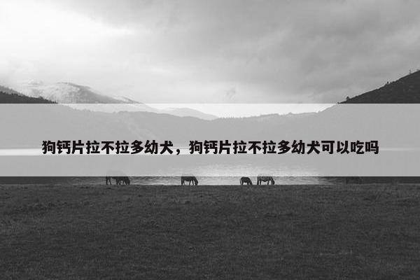 狗钙片拉不拉多幼犬，狗钙片拉不拉多幼犬可以吃吗
