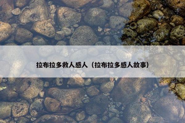 拉布拉多救人感人（拉布拉多感人故事）