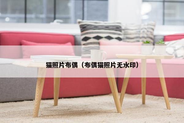 猫照片布偶（布偶猫照片无水印）