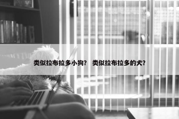 类似拉布拉多小狗？ 类似拉布拉多的犬？