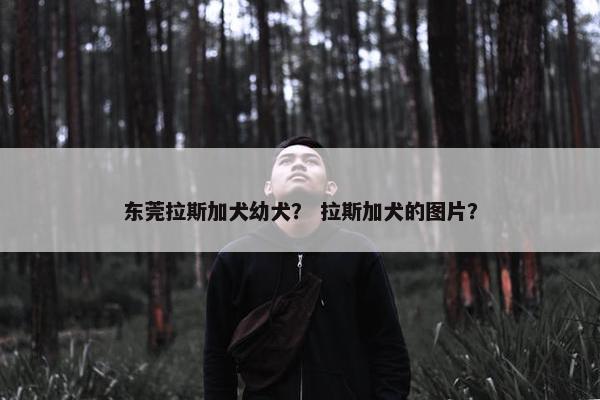 东莞拉斯加犬幼犬？ 拉斯加犬的图片？