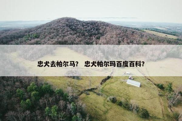 忠犬去帕尔马？ 忠犬帕尔玛百度百科？