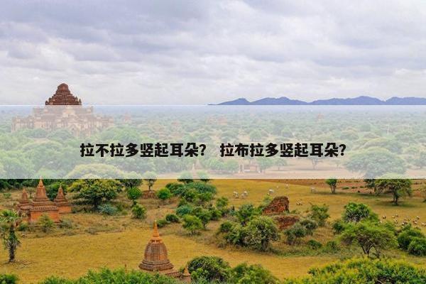 拉不拉多竖起耳朵？ 拉布拉多竖起耳朵？
