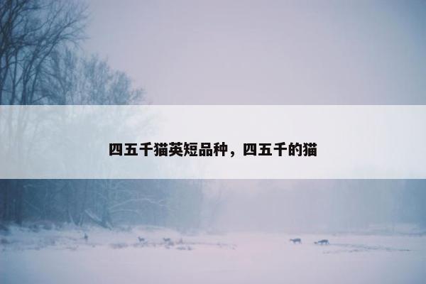 四五千猫英短品种，四五千的猫