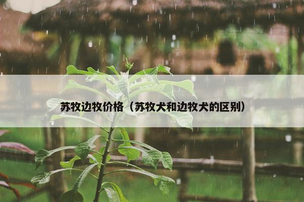 苏牧边牧价格（苏牧犬和边牧犬的区别）