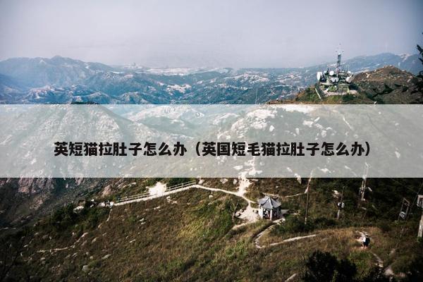 英短猫拉肚子怎么办（英国短毛猫拉肚子怎么办）