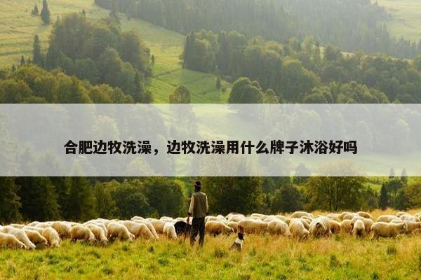 合肥边牧洗澡，边牧洗澡用什么牌子沐浴好吗