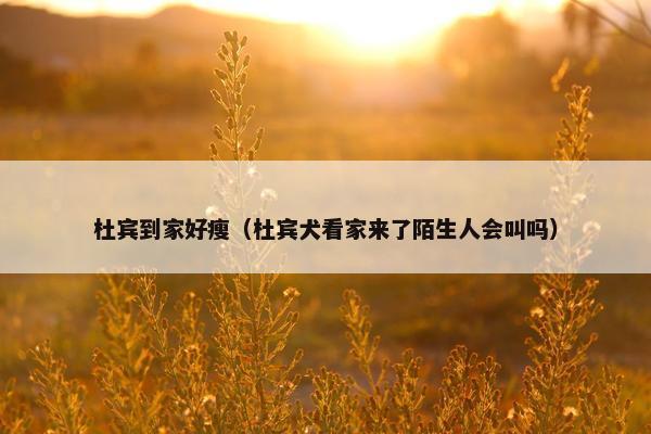 杜宾到家好瘦（杜宾犬看家来了陌生人会叫吗）