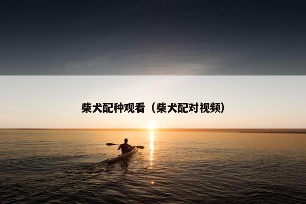 柴犬配种观看（柴犬配对视频）