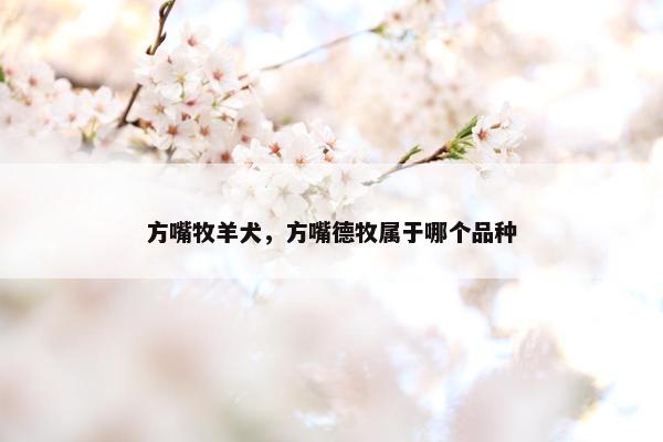 方嘴牧羊犬，方嘴德牧属于哪个品种