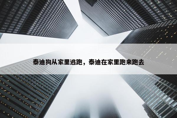 泰迪狗从家里逃跑，泰迪在家里跑来跑去