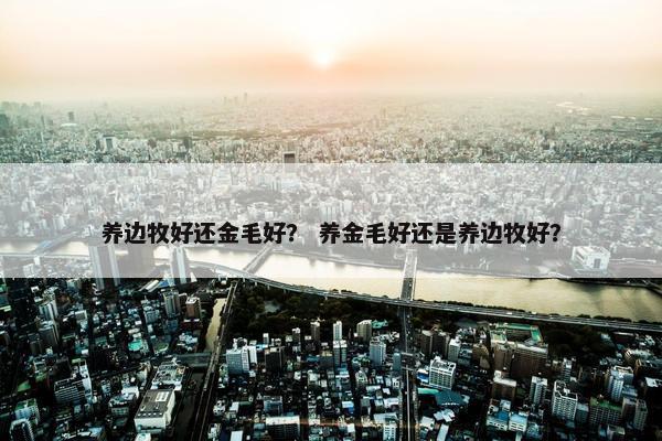 养边牧好还金毛好？ 养金毛好还是养边牧好？