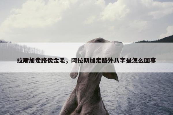 拉斯加走路像金毛，阿拉斯加走路外八字是怎么回事